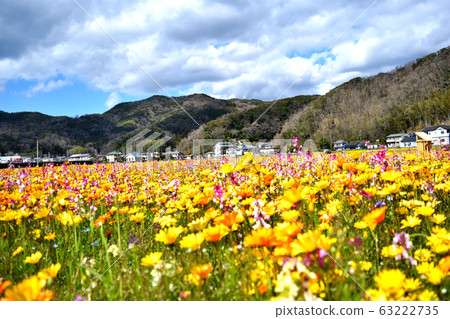 Flower garden of Izu Matsuzaki Flower garden of Izu Matsuzaki 63222735