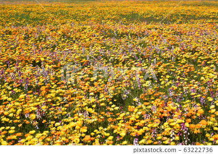 Flower garden of Izu Matsuzaki Flower garden of Izu Matsuzaki 63222736