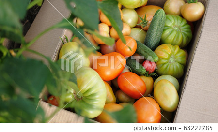 Freshly harvested tomatoes and cucumbers in a box in greenhouse. Top of view Freshly harvested tomatoes and cucumbers in a box in greenhouse. Top of view 63222785