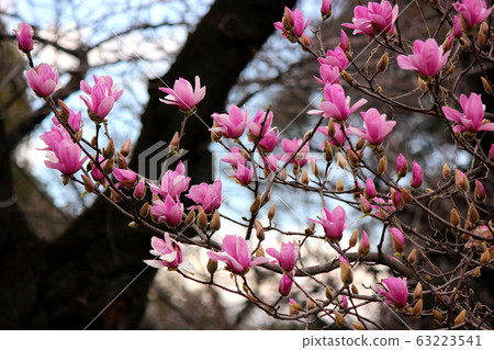 千鳥名木蘭告訴春天的到來（5） 63223541