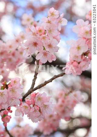 Cherry blossom 63223841