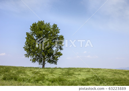 大麥場 大麥場 63223889