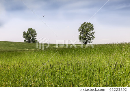 barley field barley field 63223892