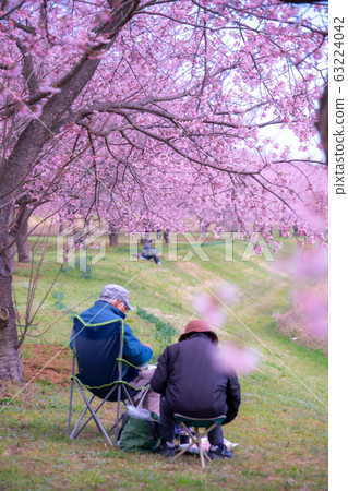 Row of cherry trees and senior Row of cherry trees and senior 63224042