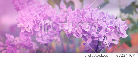 Fresh lilac branch, copyspace, selective focus, Fresh lilac branch, copyspace, selective focus, 63224467