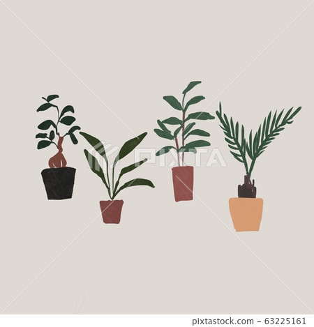 Houseplants (banyan tree, strelitzia augusta, nagi, cycad) Houseplants (banyan tree, strelitzia augusta, nagi, cycad) 63225161