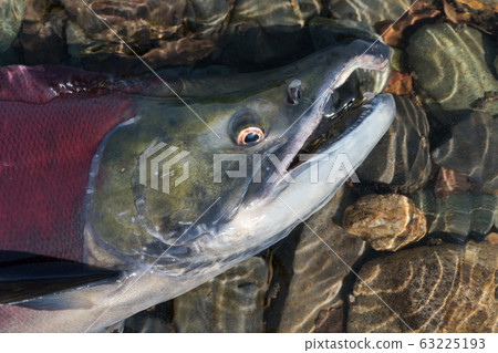 Wild red salmon fish Sockeye Salmon Oncorhynchus nerka swimming in shallow water in river. Pacific salmon red color during spawning Wild red salmon fish Sockeye Salmon Oncorhynchus nerka swimming in shallow water in river. Pacific salmon red color during spawning 63225193