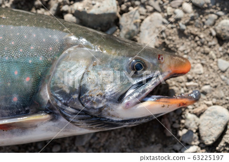 Wild salmonid fish Salvelinus often called charr or char with pink spots over darker body. Close-up view of fish snout Wild salmonid fish Salvelinus often called charr or char with pink spots over darker body. Close-up view of fish snout 63225197