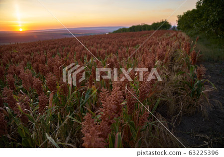 field of sorghum, named also durra, jowari, or field of sorghum, named also durra, jowari, or 63225396