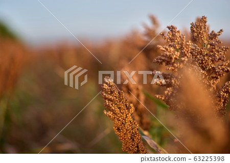 field of sorghum, named also durra, jowari, or field of sorghum, named also durra, jowari, or 63225398