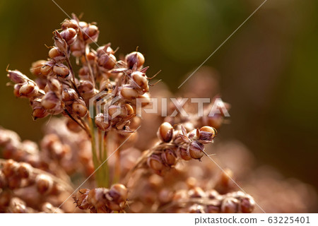 field of sorghum, named also durra, jowari, or field of sorghum, named also durra, jowari, or 63225401