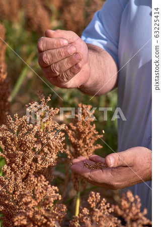 Farmer examining ripe proso millet Panicum 63225414