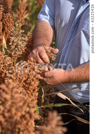 Farmer examining ripe proso millet Panicum 63225416