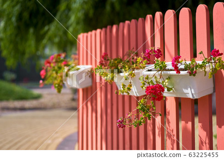 Outdoor flower pot hanging on wooden pink fence, Outdoor flower pot hanging on wooden pink fence, 63225455