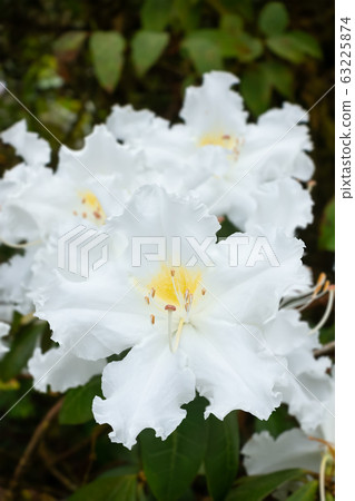 Westland's rhododendron (Ludwigianum Hoss) white Westland's rhododendron (Ludwigianum Hoss) white 63225874