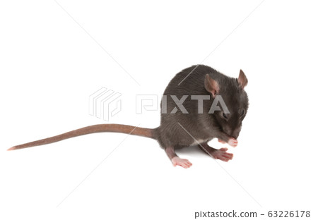 gray rat isolated gray rat isolated 63226178