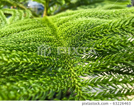 Pine leaves close-up pattern texture background. Pine leaves close-up pattern texture background. 63226463
