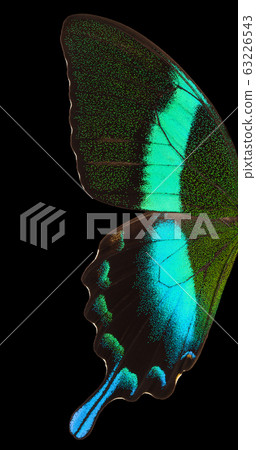 Macro wing of Morpho butterfly isolated on a black background 63226543
