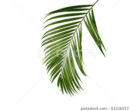 Green palm leaf isolated on white 63226557