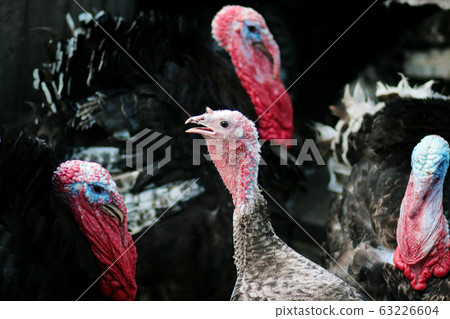 Portrait of a turkey. Domestic bird. Farm Portrait of a turkey. Domestic bird. Farm 63226604