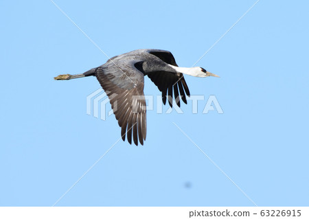 Crane, navel 63226915