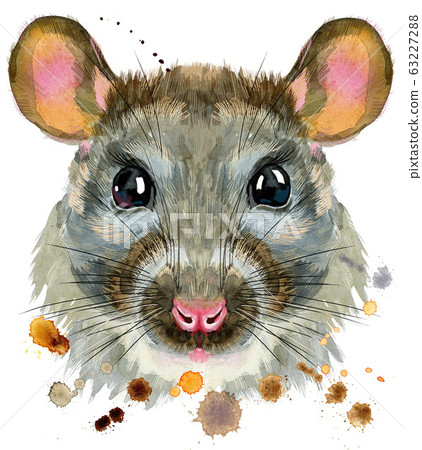 Watercolor portrait of rat with splashes Watercolor portrait of rat with splashes 63227288