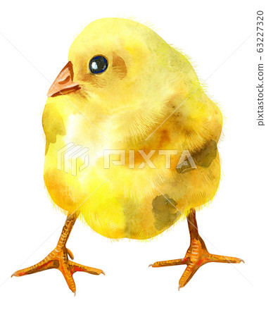 Watercolor illustration of yellow chicken Watercolor illustration of yellow chicken 63227320