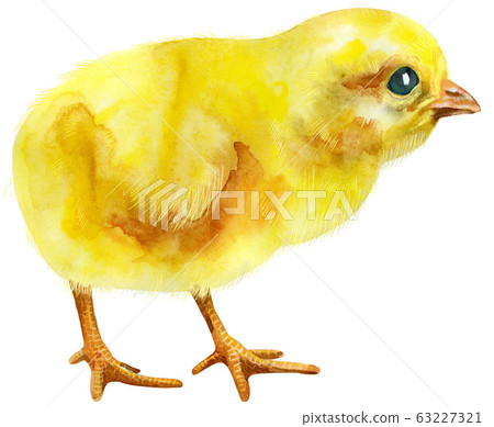Watercolor illustration of yellow chicken Watercolor illustration of yellow chicken 63227321