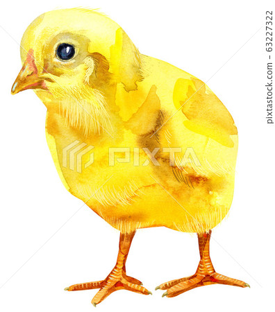 Watercolor illustration of yellow chicken Watercolor illustration of yellow chicken 63227322
