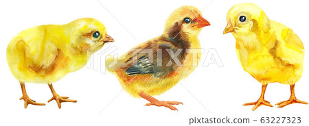 Watercolor illustration of three yellow furry Watercolor illustration of three yellow furry 63227323