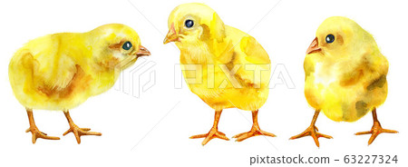 Watercolor illustration of yellow chickens Watercolor illustration of yellow chickens 63227324