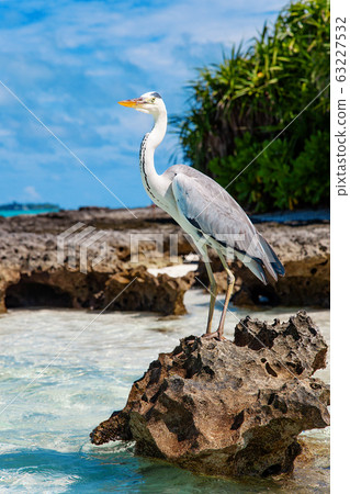 Maldives large exotic bird standing on stone 63227532
