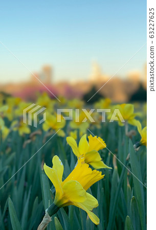 Yellow daffodils in city park in Raleigh, NC Yellow daffodils in city park in Raleigh, NC 63227625