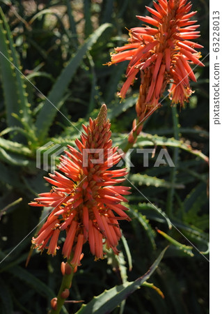Aloe flower 3 63228013
