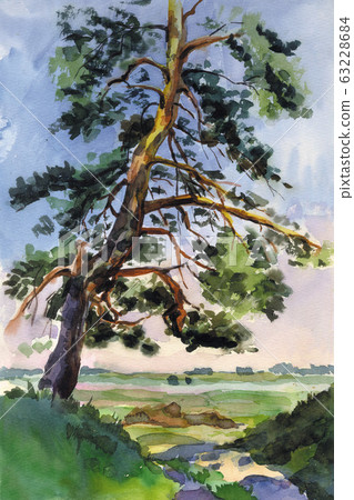 Pine on the hill 63228684