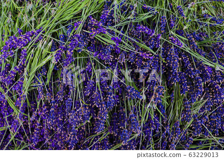 Lavender fields and macro flowers, typical Provence landscape in summer. 63229013