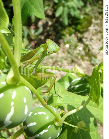 Okinawa sparrow and praying mantis Okinawa sparrow and praying mantis 63229115