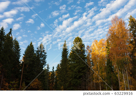 Trees against cirrocumulus clouds sky 63229916