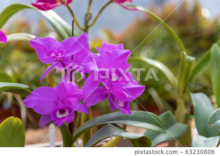 Western orchid cactus (Greenhouse in February) 63230806