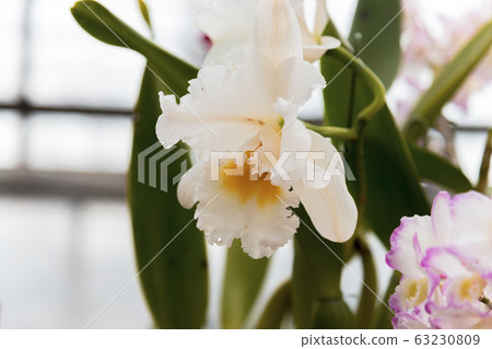 Western orchid cactus (Greenhouse in February) 63230809