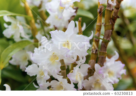 西部蘭花仙人掌（二月溫室） 63230813