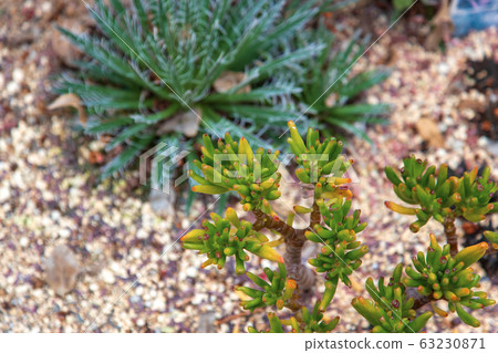 Western orchid cactus (Greenhouse in February) Western orchid cactus (Greenhouse in February) 63230871