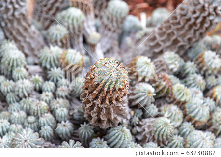 Western orchid cactus (Greenhouse in February) 63230882
