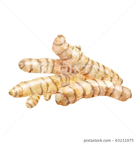 Watercolor roots of turmeric ot ginger. Watercolor roots of turmeric ot ginger. 63231075