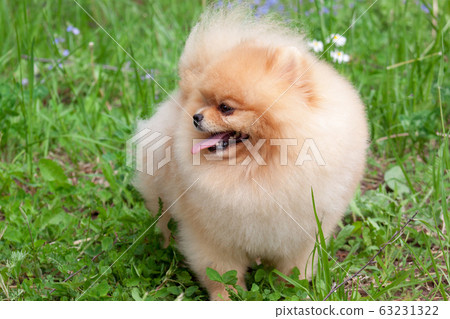 Cute pomeranian spitz puppy on a spring meadow. 63231322