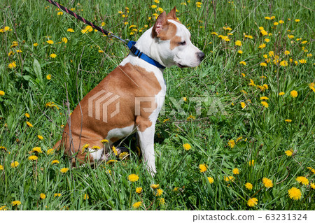 American staffordshire terrier puppy close up. American staffordshire terrier puppy close up. 63231324