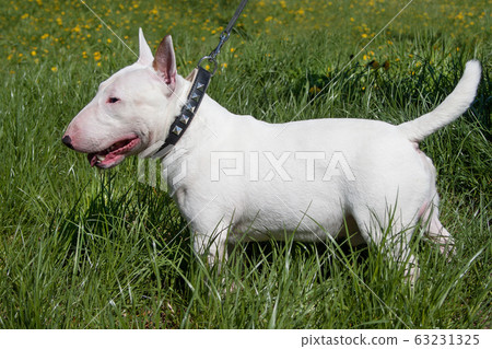 Miniature bull terrier standing on a green meadow. Miniature bull terrier standing on a green meadow. 63231325
