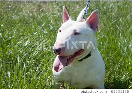 Miniature bull terrier is sitting in a green grass Miniature bull terrier is sitting in a green grass 63231326