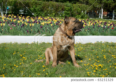 Canary mastiff is sitting near a flower bed. 63231329