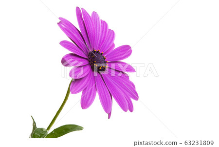 Osteosperumum Flower Daisy 63231809